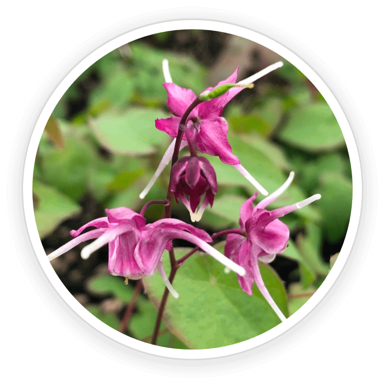 epimedium